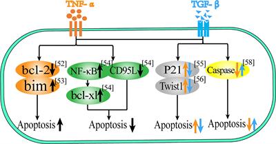 Duality of Interactions Between TGF-β and TNF-α During Tumor Formation